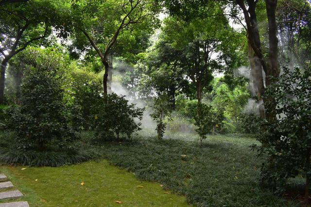 金花茶公园 (6).jpg