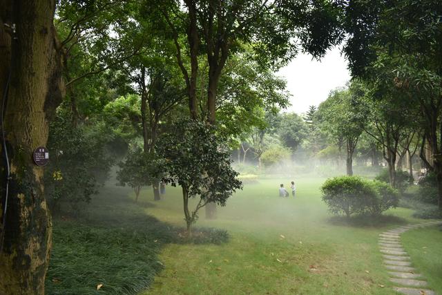 金花茶公园 (2).jpg