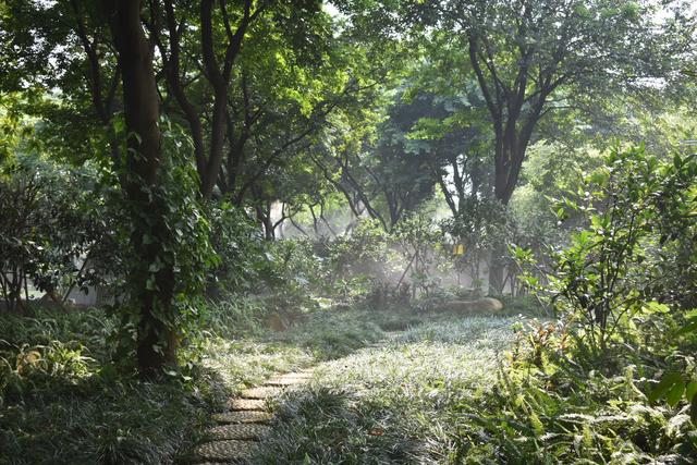 金花茶公园 (5).jpg