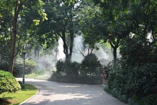 金花茶公园 (9).jpg